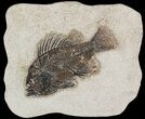 Cockerellites (Priscacara) Fossil Fish - Hanger Installed #51055-1